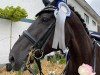 dressage horse Dr. Mo 2 (Hanoverian, 2012, from Destano)