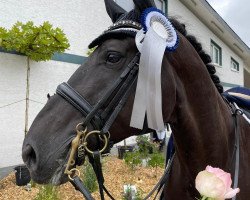 dressage horse Dr. Mo 2 (Hanoverian, 2012, from Destano)