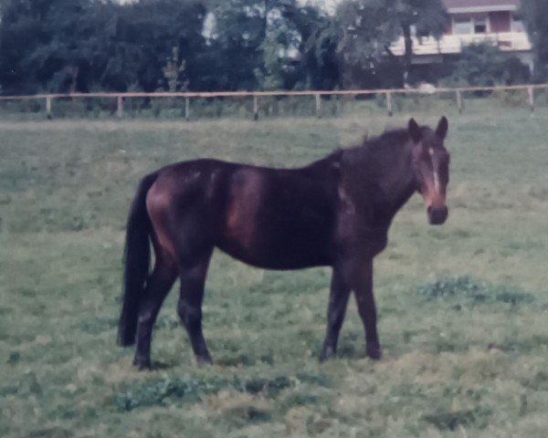 Pferd Wiepke 1296 FIN (Hannoveraner, 1980, von Weingold)