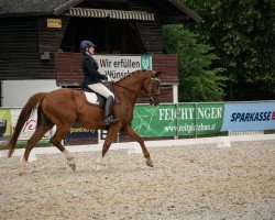 horse Quintus Nobilis (Oldenburg, 2011, from Quattro B)