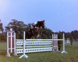 Pferd Aarkan (Westfale, 1979, von Aarstein)