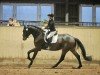 dressage horse Bandito 73 (Hanoverian, 2021, from Bon Vivaldi NRW)