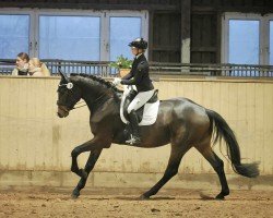 dressage horse Bandito 73 (Hanoverian, 2021, from Bon Vivaldi NRW)