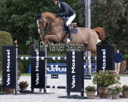 jumper Baloua vd Berghoeve Z (Zangersheide riding horse, 2017, from Baloubet du Rouet)