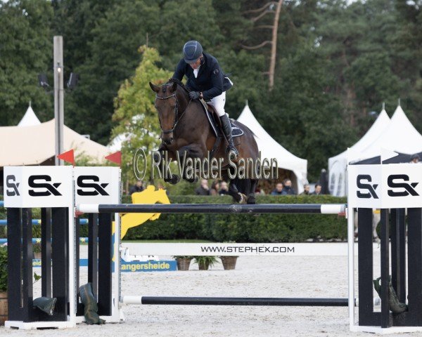 jumper Vedette van het Langwater Z (Zangersheide riding horse, 2017, from Vannan)
