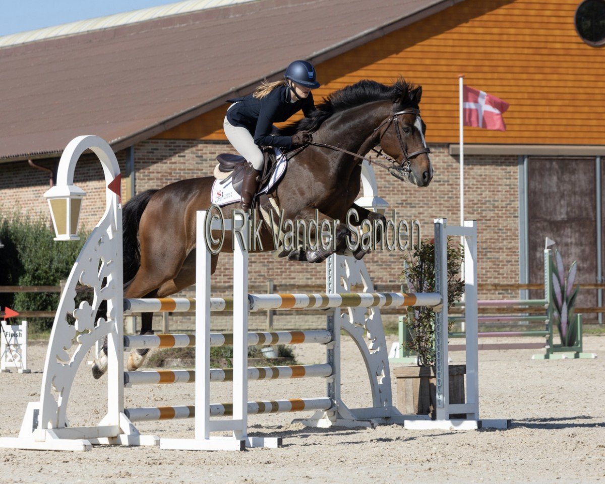 jumper Faquito (Norwegian Warmblood, 2011, from Favoritas xx)