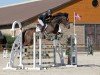 jumper Faquito (Norwegian Warmblood, 2011, from Favoritas xx)