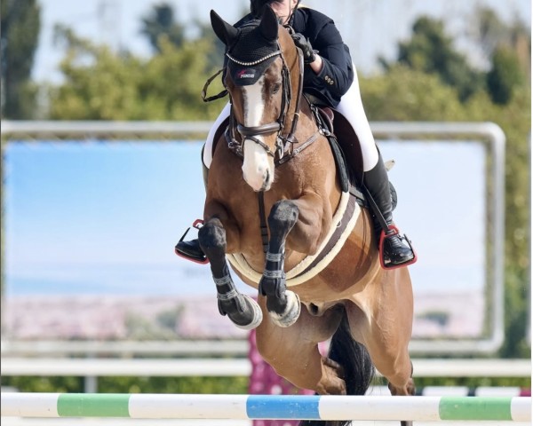 jumper Kentucky Tn (KWPN (Royal Dutch Sporthorse), 2015, from Verdi)