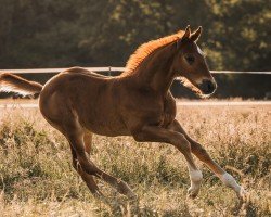 foal by Vincoeur (Westphalian, 2024, from Vagabond)