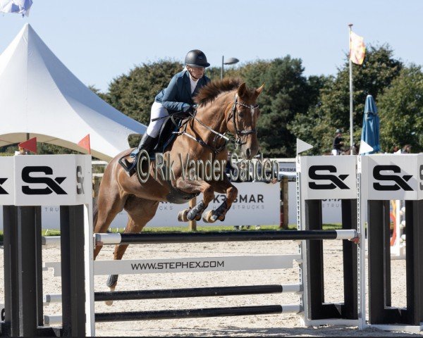 Pferd Ginger Ale van de Bucxtale (Belgisches Warmblut, 2006, von Darco)