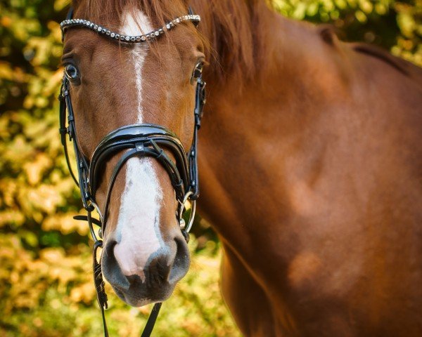 dressage horse Dexter HK (Hanoverian, 2020, from Desperados FRH)