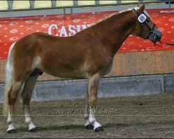 horse Burberry (Haflinger, 2008, from Bergamo)