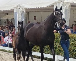 jumper Hengst von Conthalou / Nekton (Holsteiner, 2023, from Conthalou)