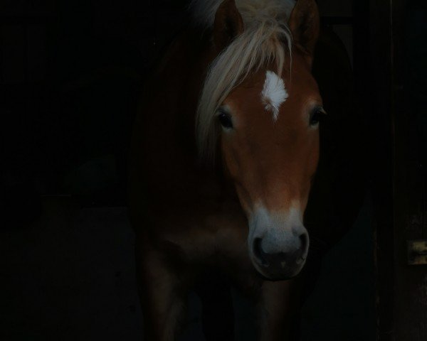 dressage horse Almara (Haflinger, 2020, from Niklas 105)