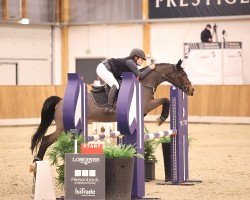 jumper SP Whisper (German Riding Pony, 2006, from Holsteins William)