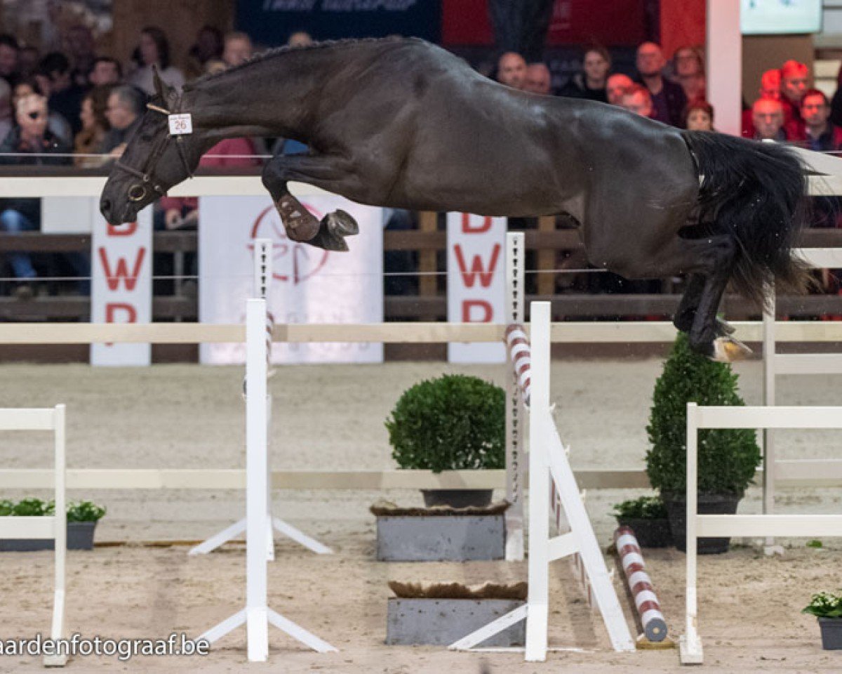 Springpferd Rex van't Roth (Belgisches Warmblut, 2017, von Gemini CL xx)