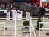 jumper Rex van T Roth (Belgian Warmblood, 2017)