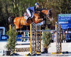 jumper Denzel Tivoli Z (Zangersheide riding horse, 2014, from Denzel Vt Meulenhof)