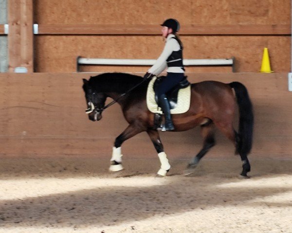 Pferd Ramiro el corazón (Andalusier bzw/Pferde reiner spanischer Rasse, 2015)