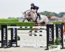 jumper Hastkullens Fantazie (Swedish Warmblood, 2017, from Falaise de Muze)