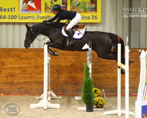 jumper Lana del Ray (KWPN (Royal Dutch Sporthorse), 2008, from Veneur)