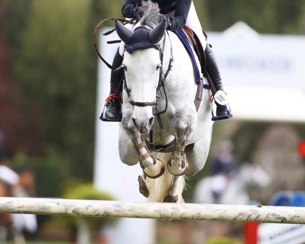 Springpferd Cordelia Gp Z (Zangersheide Reitpferd, 2012, von Cero)