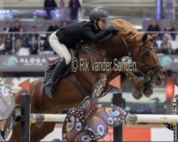 jumper Quimero M (Czech Warmblood, 2007, from Guidam Sohn)