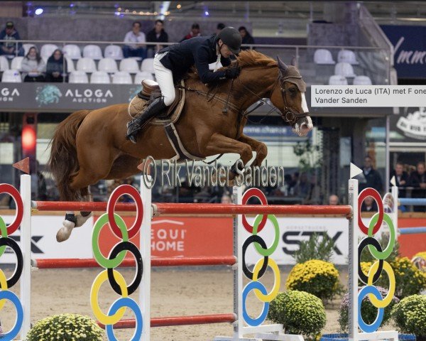 Springpferd Idylle of Romance (KWPN (Niederländisches Warmblut), 2013, von Animo)