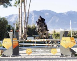 jumper Minfresh van Beek (KWPN (Royal Dutch Sporthorse), 2017, from Heart Touch)