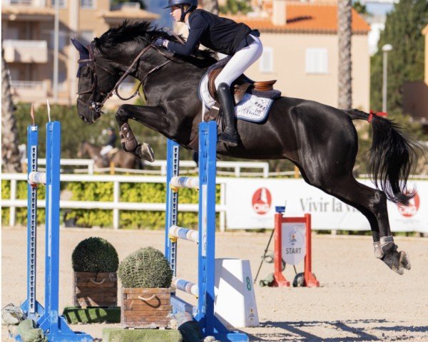 jumper Quilano vd D&d Hoeve (Belgian Warmblood, 2016, from Karmel van de Watering)