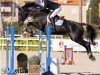 jumper Quilano vd D&d Hoeve (Belgian Warmblood, 2016, from Karmel van de Watering)