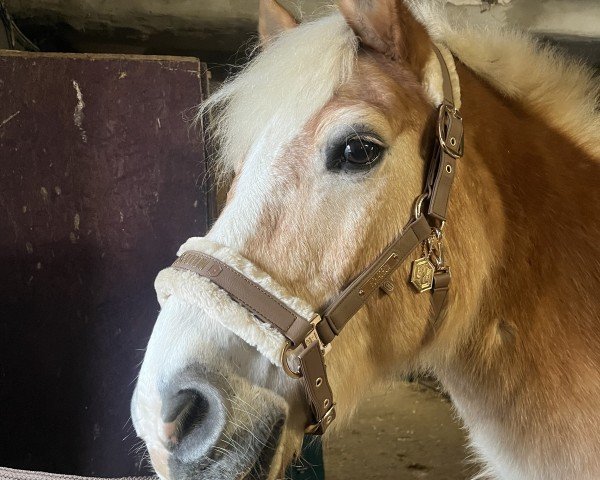 Pferd Aquelino (Haflinger, 2005)