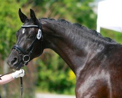 broodmare Die Waldrose (Hanoverian, 2008, from Dancier)