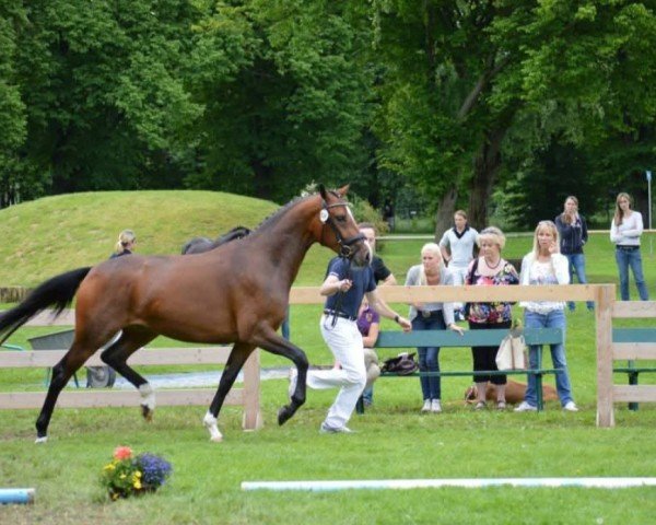 broodmare Dancing Paula (Bavarian, 2010, from Moosbachhof's Peron)