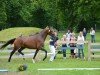 broodmare Dancing Paula (Bavarian, 2010, from Moosbachhof's Peron)