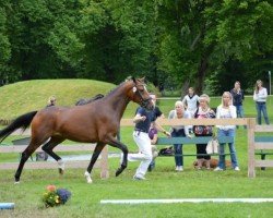 broodmare Dancing Paula (Bavarian, 2010, from Moosbachhof's Peron)