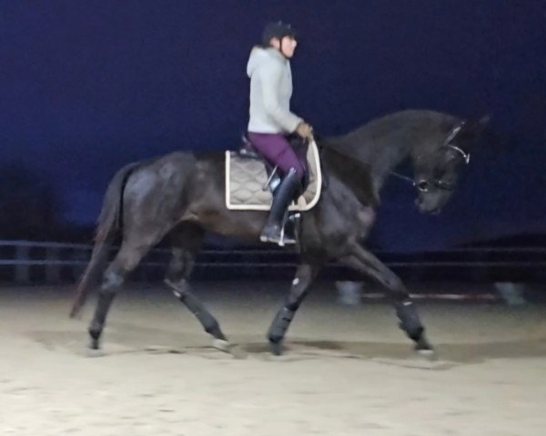 dressage horse Frieda (Hanoverian, 2020, from Bernay)