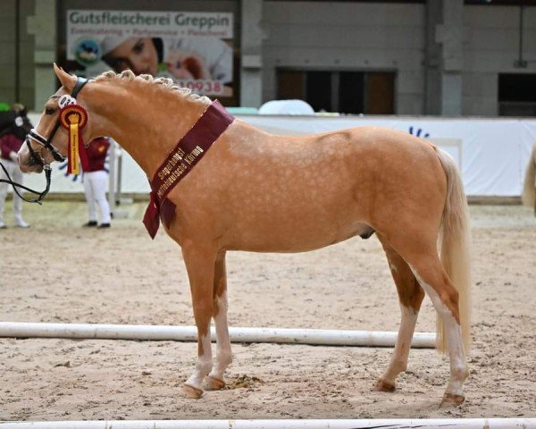 Deckhengst Chilly Mood (Deutsches Reitpony, 2020, von Steendieks Chilli Willi)