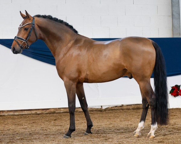 dressage horse Dark Victory AT (German Riding Pony, 2021, from D-Gold AT NRW)