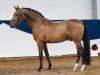 dressage horse Dark Victory AT (German Riding Pony, 2021, from D-Gold AT NRW)