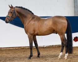 Dressurpferd Dark Victory AT (Deutsches Reitpony, 2021, von D-Gold AT NRW)