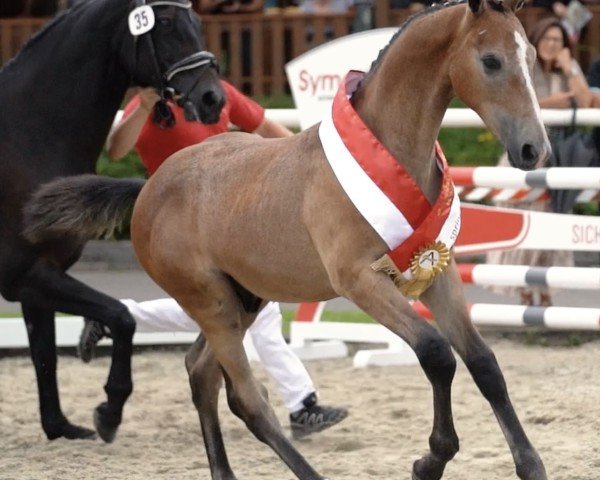 Fohlen von Vermont Grey (Österreichisches Warmblut, 2024, von Vingino)