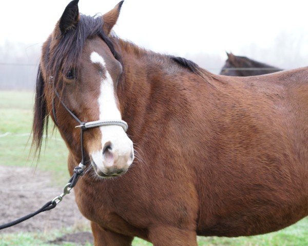 Dressurpferd Donner Bari (Deutsches Reitpony, 2022, von Kastanienhof Donnertrommler)