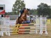 jumper Diana 1208 (Oldenburg show jumper, 2019, from Diamante)