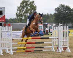 jumper Diana 1208 (Oldenburg show jumper, 2019, from Diamante)