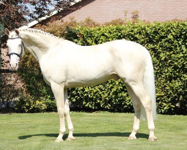 Springpferd Diamante (Großbritannien Warmblut, 2009, von Treliver Decanter)