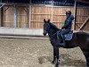 jumper Chapman CS (German Sport Horse, 2019, from Chapeau Tn)