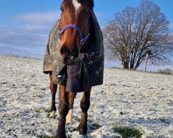 Springpferd Trussardi Milano Castelli (Belgisches Warmblut, 2018, von Toulon)