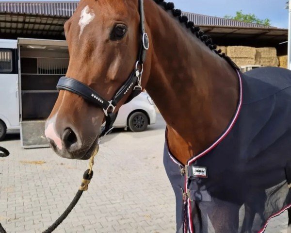 jumper Candida H (German Sport Horse, 2019, from Cordess 2)