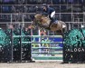 jumper Lord-Kaspar van de Toem (Belgian Warmblood, 2011, from Andiamo)